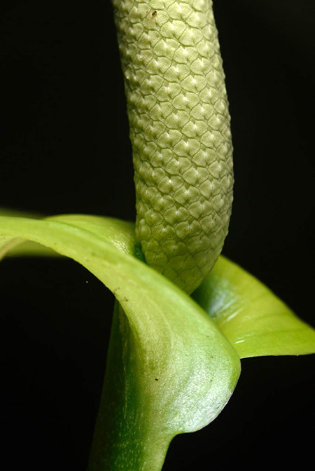 Anthurium oerstedianum