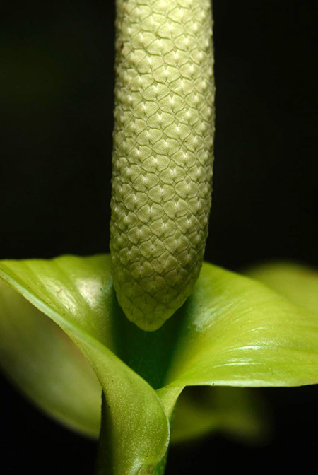 Anthurium oerstedianum