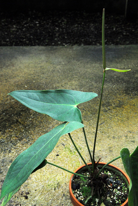 Anthurium oldemanii