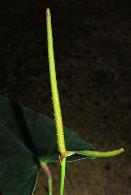 Anthurium oldemanii