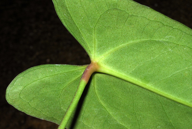 Anthurium oldemanii