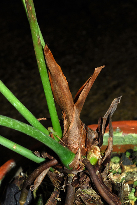 Anthurium oldemanii