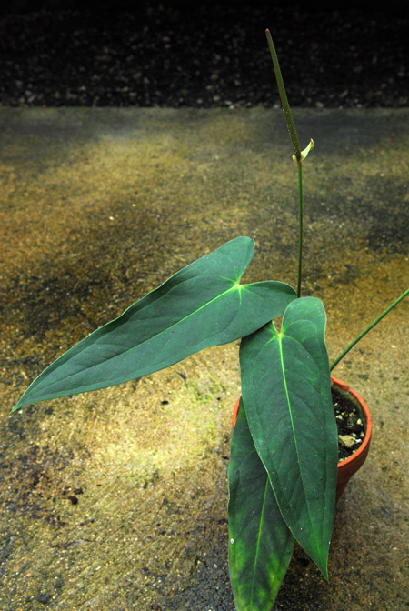 Anthurium oldemanii