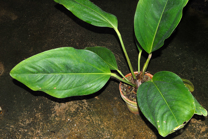 Anthurium ovatifolium