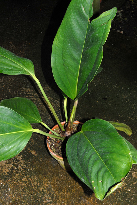 Anthurium ovatifolium