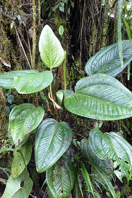 Anthurium ovatifolium