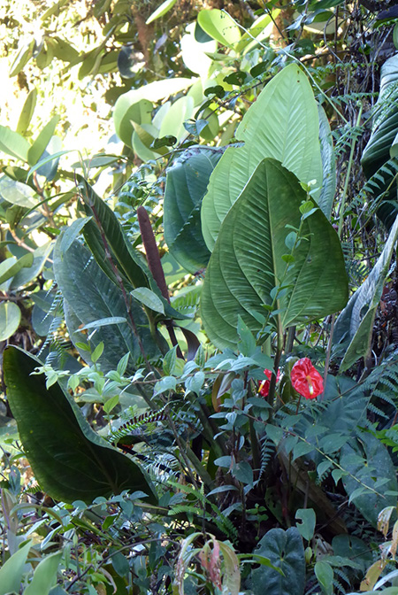 Anthurium ovatifolium