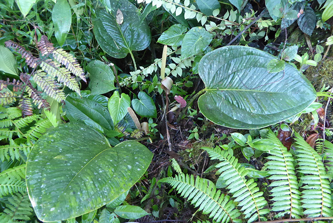 Anthurium ovatifolium