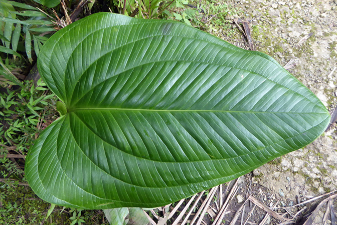 Anthurium ovatifolium