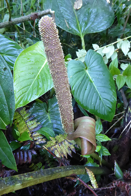 Anthurium ovatifolium