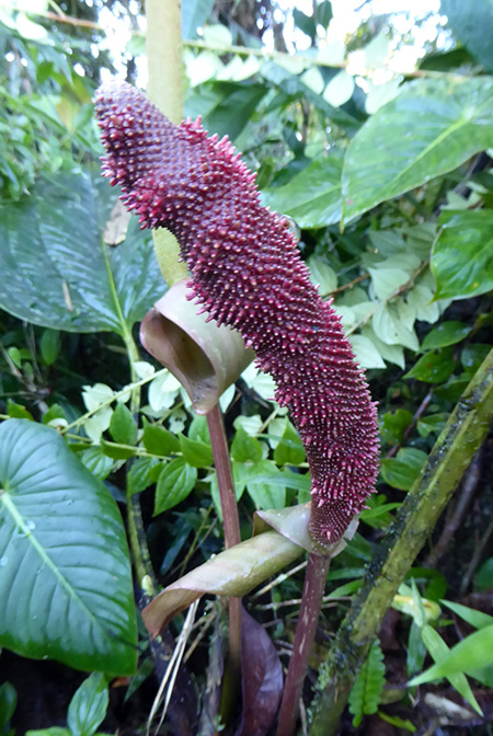 Anthurium ovatifolium