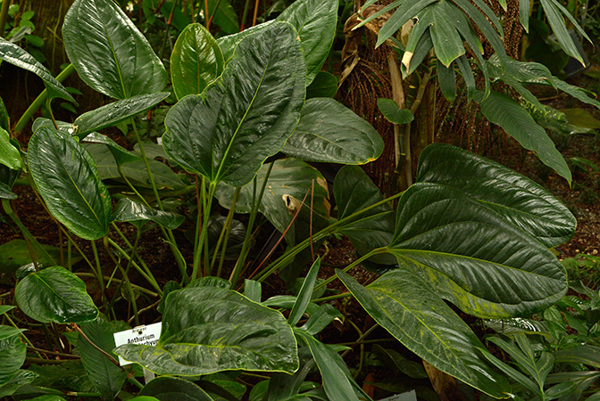Anthurium ovatifolium