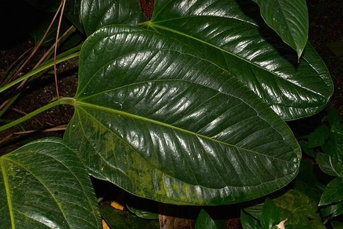 Anthurium ovatifolium