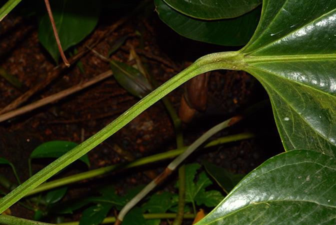 Anthurium ovatifolium