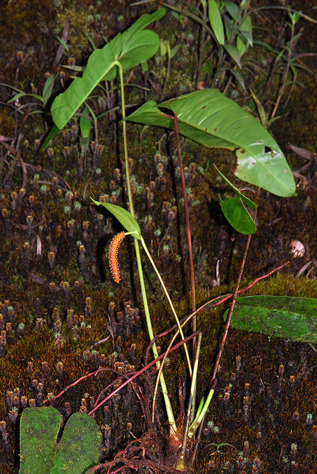 Anthurium oxybelium
