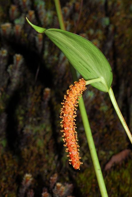 Anthurium oxybelium