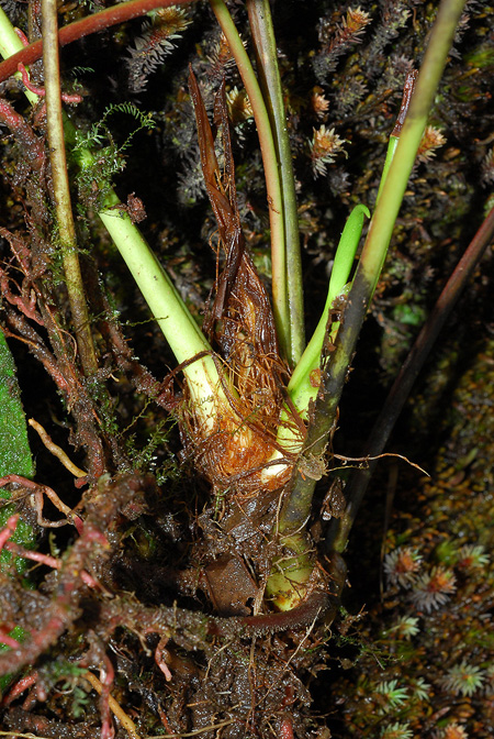 Anthurium oxybelium
