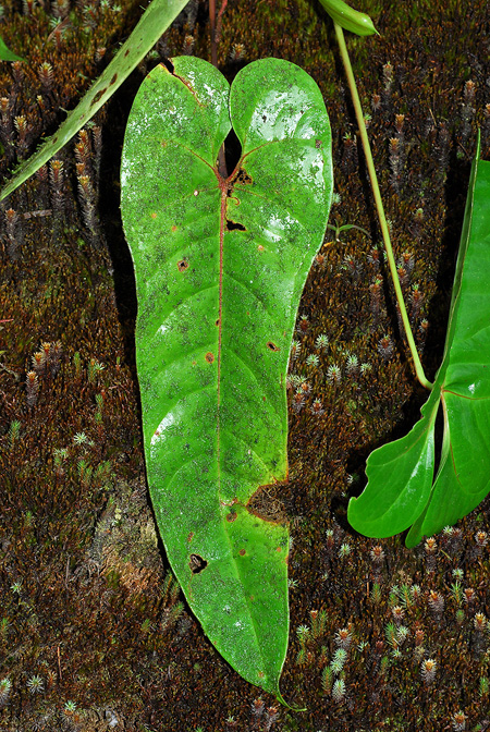 Anthurium oxybelium