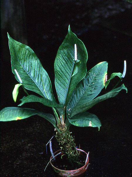 Anthurium oxycarpum