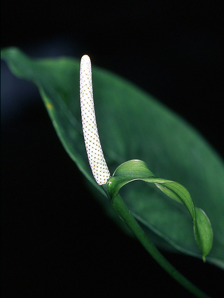 Anthurium oxycarpum