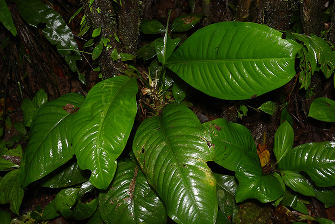 Anthurium oxycarpum