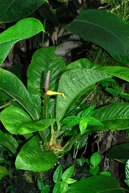 Anthurium oxycarpum