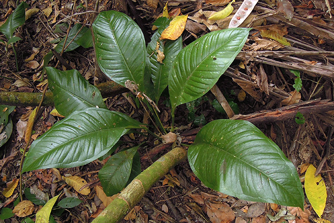 Anthurium oxycarpum