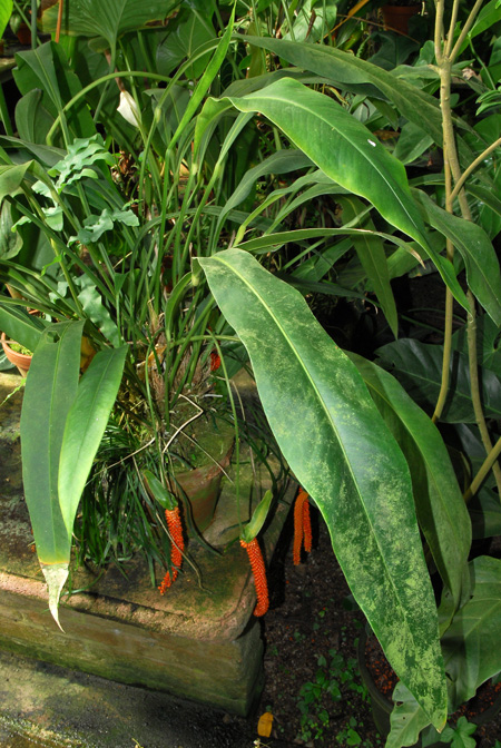 Anthurium oxyphyllum