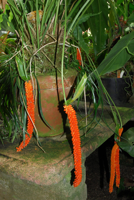Anthurium oxyphyllum