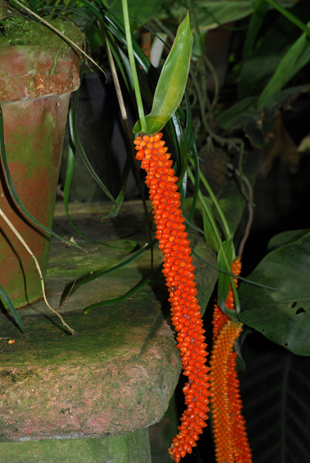 Anthurium oxyphyllum
