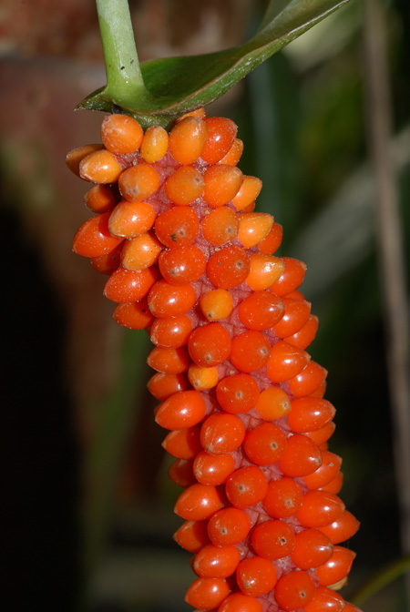 Anthurium oxyphyllum