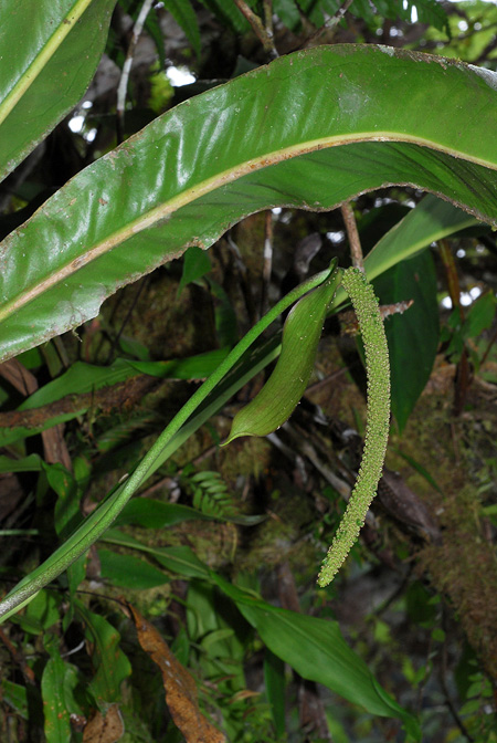 Anthurium oxyphyllum