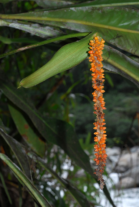 Anthurium oxyphyllum