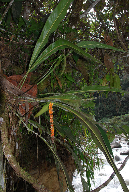 Anthurium oxyphyllum