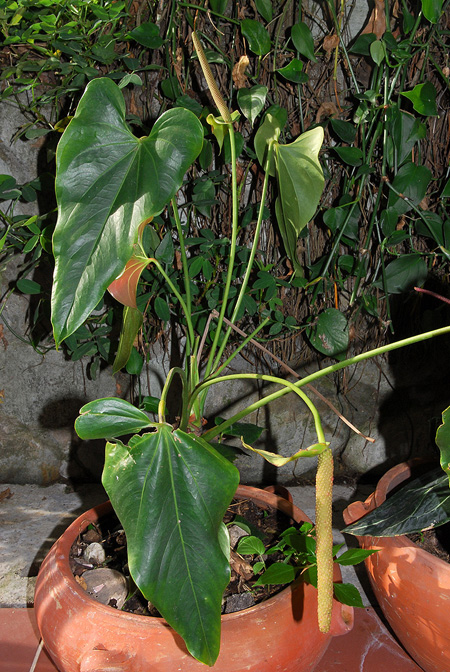 Anthurium oyuelae