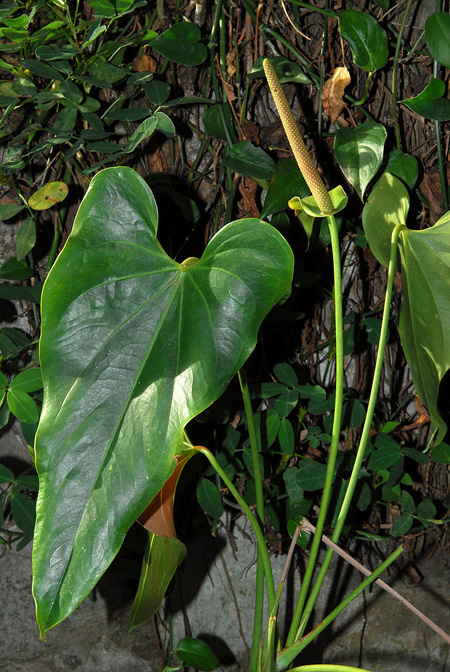 Anthurium oyuelae