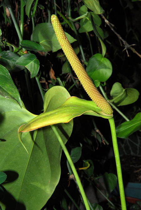 Anthurium oyuelae