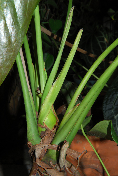 Anthurium oyuelae