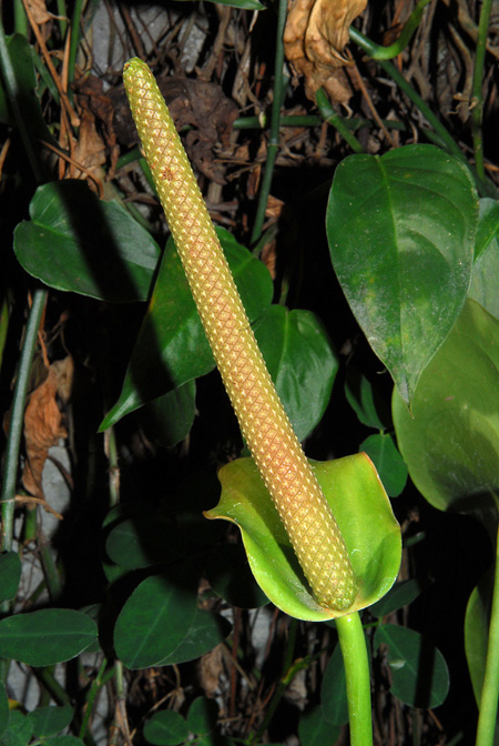 Anthurium oyuelae