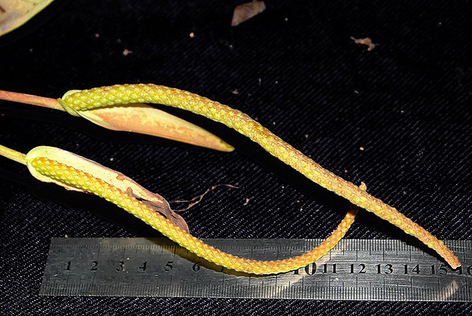 Anthurium pageanum