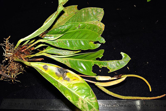 Anthurium pageanum