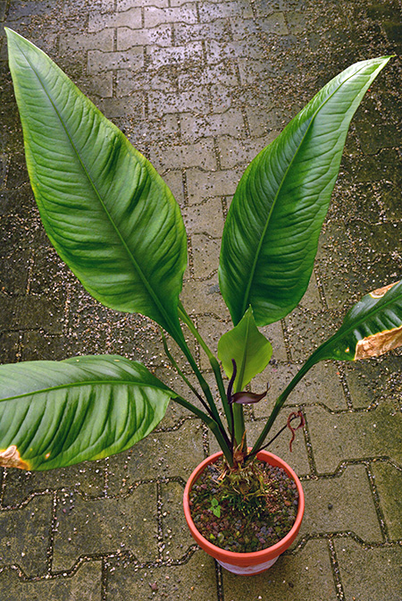 Anthurium palenquense