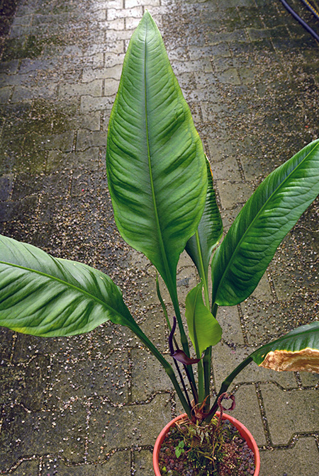 Anthurium palenquense