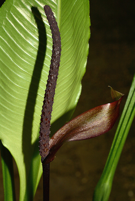 Anthurium palenquense