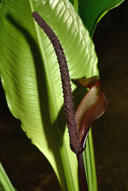 Anthurium palenquense