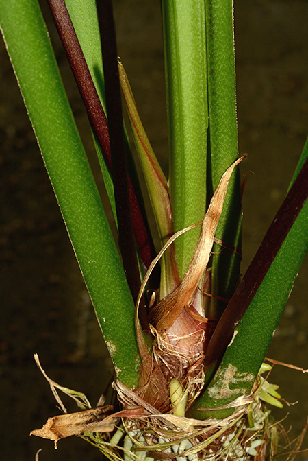 Anthurium palenquense