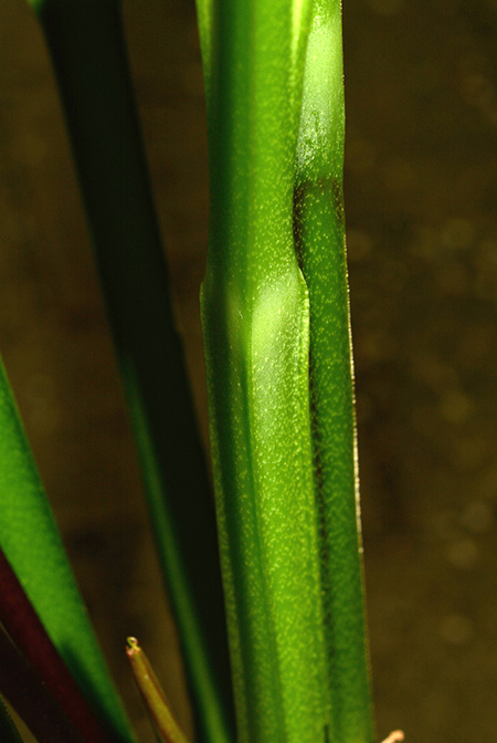 Anthurium palenquense