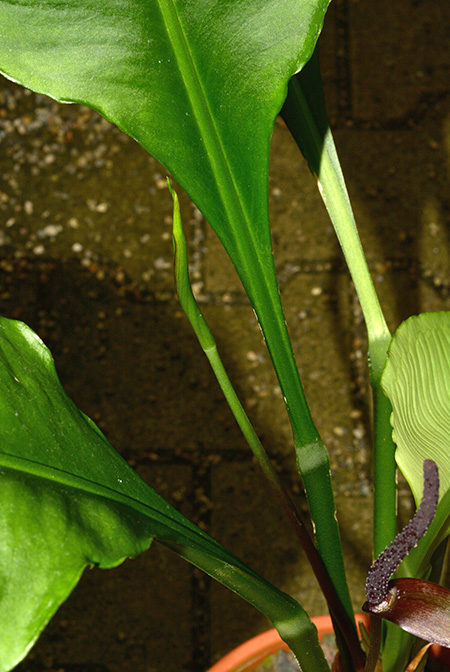 Anthurium palenquense