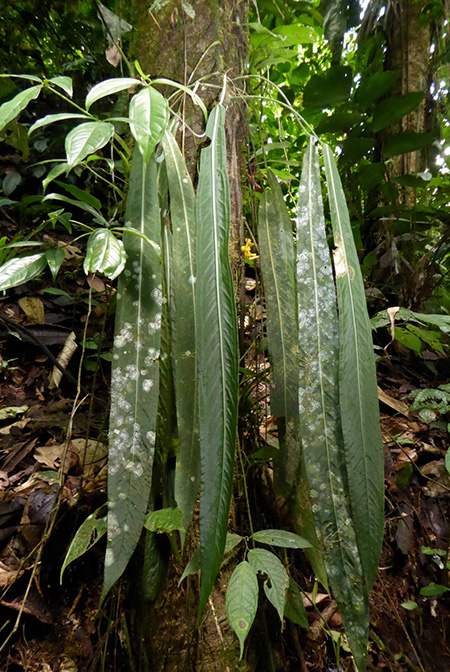 Anthurium pallidiflorum