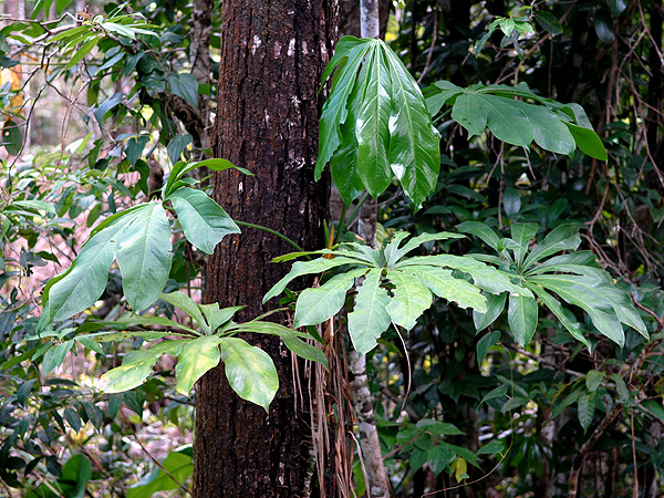 Anthurium palmatum